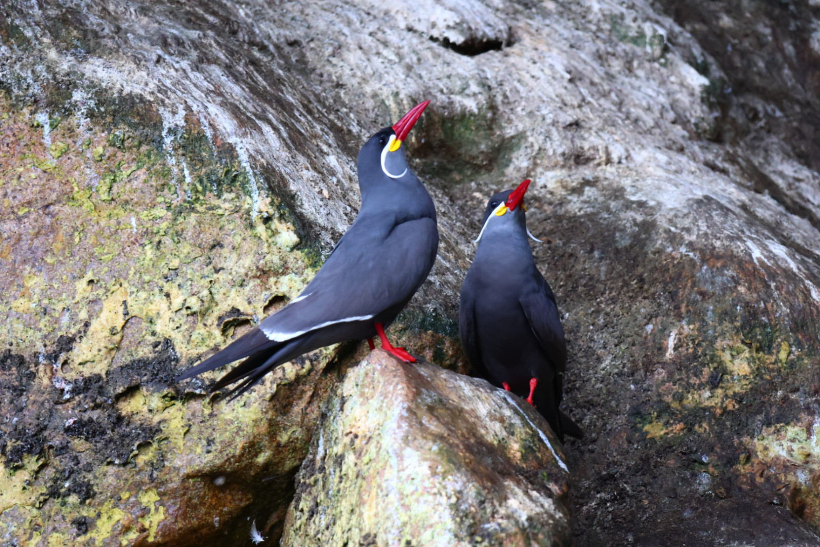 image Inca Tern